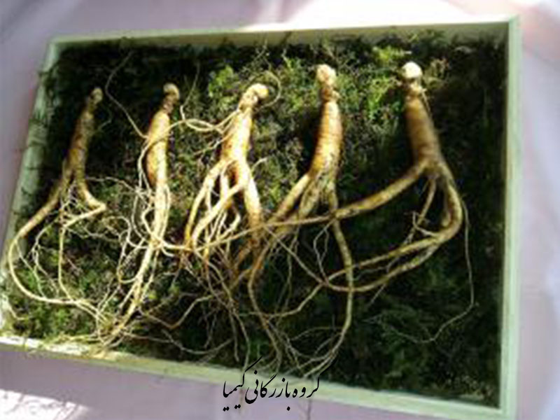 0130-صادرات آلوئه ورا به بازار اروپا-ginseng--by-Bosmin-Kang-via-Pixabay-kimia.trade